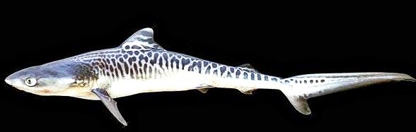 Galeocerdo cuvier_08.jpg